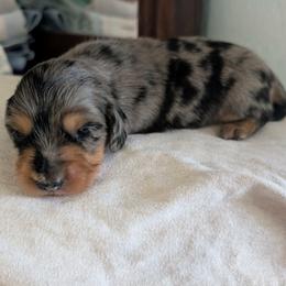 Silver Dapple Long Hair - Dapple male Dachshund puppy in Brantley, Alabama from Lindsey's Puppies