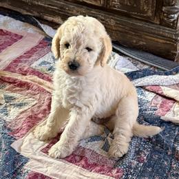 Toffee - Cream male Labradoodle puppy in Churchill County Fallon, Nevada from Card Family Ranch