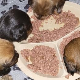 Dachshunds from Love Struck
