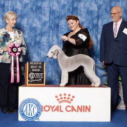 Reign - Bedlington Terrier