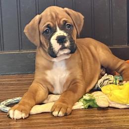 Boxer Puppies from Vincent's Pride Boxers ~ Dudley's Dream Boxers