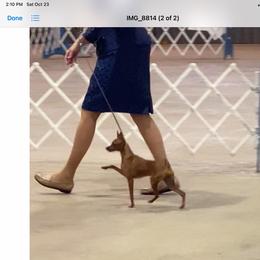 Barbie - Miniature Pinscher