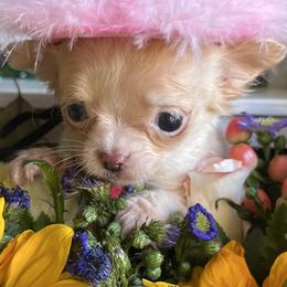 Chihuahuas and Dachshunds from Duck Creek Farm