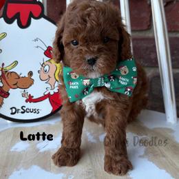 Bernedoodle, Cavalier King Charles Spaniel, Cavapoo, Goldendoodle, and Poodle Puppies from Gypsi Doodles & Poodles LLC.
