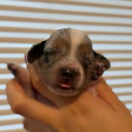 Black And Tan Dapple Piebald - Dapple male Dachshund puppy in Horizon City, Texas from Willipaws