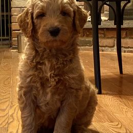 Goldendoodle Puppies from Teddy Bear Goldendoodles