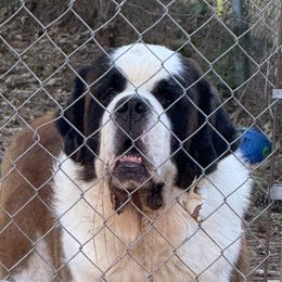 Saint Bernards from Tiffeny’s pups