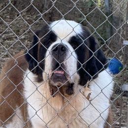 Saint Bernards from Tiffeny’s pups