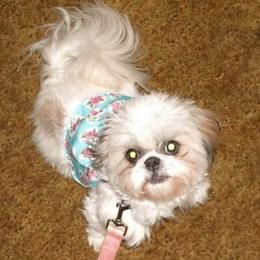 Shih Tzu Puppies from Shantii's Shih Tzu's