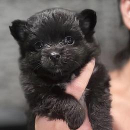 Nicey - Black and brindle female Pomeranian puppy in Franklin, North Carolina from A&J Cutie Pawtooties