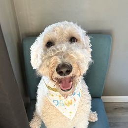 Louie - Cream male Goldendoodle puppy in Wickenburg, Arizona from Oh Doodles Doodlery