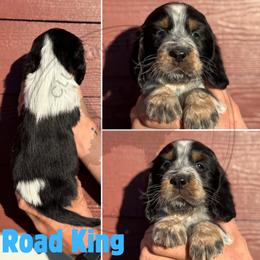 Road King - Black white and tan male English Springer Spaniel puppy in Fond Du Lac, Wisconsin from Clucking Homestead Springers & Dachshunds