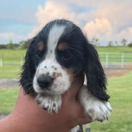 Girl 6 - Black white and tan female English Springer Spaniel puppy in Fort Meade, Florida from Lake in the Hills Springers