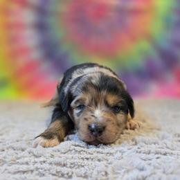 Haggard - Blue merle male Miniature Australian Shepherd puppy in Church Hill, Tennessee from Hippie Dog Haven