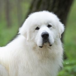 Rocky - Great Pyrenees