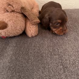 Ozzy - Chocolate and tan male Dachshund puppy in Call, Texas from Dachshund D’Amore