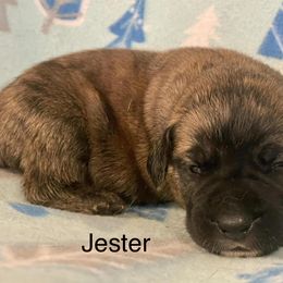 Boerboel, Shorkie, and Toy Australian Shepherd Puppies from SATA Kennels