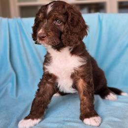 Violet - Brown and white female Aussiedoodle puppy in Prescott Valley, Arizona from Ramirez Family Doodles