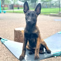 Stellar's Opportunity - Black brindle female Dutch Shepherd puppy in Lake City, Florida from Crosspointe Canines