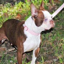 Skittles - Boston Terrier