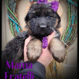 Mama Fratelli - Black and tan female German Shepherd puppy in Fort Jennings, Ohio from Von Holtzapple German shepherds
