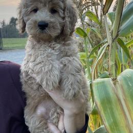 Australian Labradoodle and Goldendoodle Puppies from Annie's Doodles