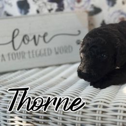 Thorne - Black male Poodle puppy in Dayton, Texas from Wolfe Island Poodles
