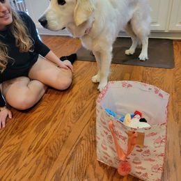 Golden Retriever All Grown Up from Vicki Wall's Golden Retrievers