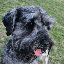 Rosa - Miniature Schnauzer