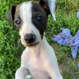 Boy 1 - Italian Greyhound puppy from Celeste Italian Greyhounds