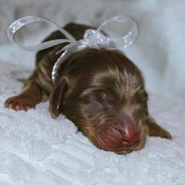 Spur - Chocolate and tan male Dachshund puppy in Nephi, Utah from Wild West Weens
