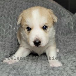 Pomsky Puppies from Paw-lenty of Pomskies