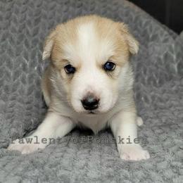Pomsky Puppies from Paw-lenty of Pomskies