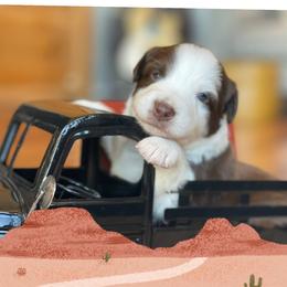 Dusty - Red tri-color male Australian Shepherd puppy in Marshall, Virginia from Greywood Farm Aussies