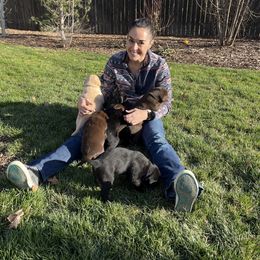 Labrador Retriever Puppies from Burks Retrievers