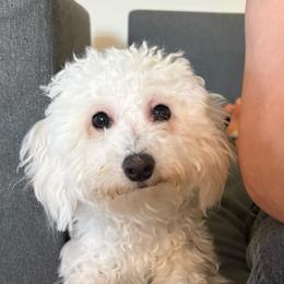 Schnapps - Cream female Companion Cross puppy in Raleigh Durham, North Carolina from CocoPuff Breeders
