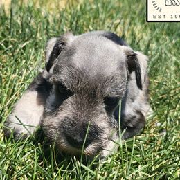 Ophelia - Salt and pepper female Miniature Schnauzer puppy in Saratoga Springs, Utah from Happy Beard Schnauzers