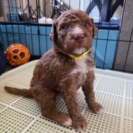 Cracker Jack - Yellow Collar - Red male Double Doodle puppy in Rowlett, Texas from Parrish Precious Ones Texas