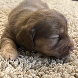 Lincoln - Wheaten male Dachshund puppy in Hardy, Arkansas from Tracy's Dachshunds