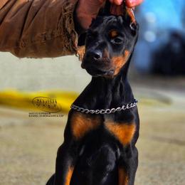 Lizzy - Black and rust female Doberman Pinscher puppy in China Township, Michigan from Snell's Superior Kennel Dobermann & GSP