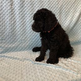 Goldendoodle Puppies from Brighton Doodles