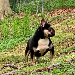 Grizzly Bear - French Bulldog