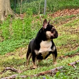 Grizzly Bear - French Bulldog