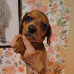 Boy 2 - Red male Dachshund puppy in Clayton, Indiana from Love Struck Miniature Dachshunds