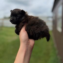 Duke - Orange male Pomeranian puppy in Nashville, Arkansas from Cuddles n Curls