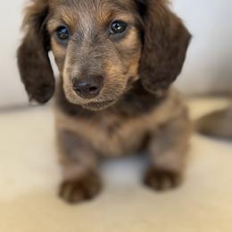 Beau - Blue and tan male Dachshund puppy in Bentonville, Arkansas from Boujee Buns Dachshunds