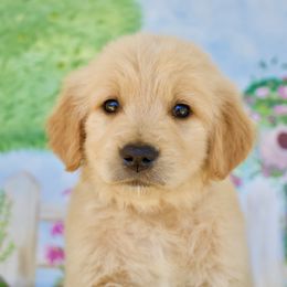 Goldendoodle, Golden Retriever, and Poodle Puppies from St. Barx Kennel Company