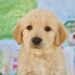 Goldendoodle, Golden Retriever, and Poodle Puppies from St. Barx Kennel Company