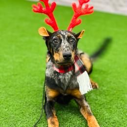 Beauceron and Doberman Pinscher Puppies from Elitehaus