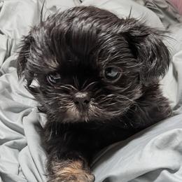 Dobie Boy 2 - Black and tan male Shih Tzu puppy in Surry, Maine from McKayla Hairston